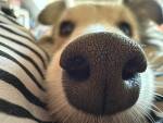 Museau d’un chien en gros plan