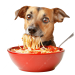 Chien devant un bol de spaghetti