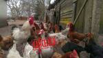 Volailles dans une basse-cour