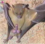 Chauve-souris aux ailes déployées