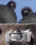 Deux pigeons et une voiture vue du dessus