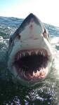 Requin à la gueule ouverte