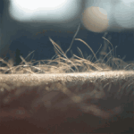 Brins d’herbe au ras du sol