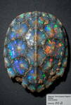 Fragment de carapace de tortue opalisée