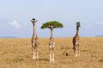 Trois girafes dans une savane