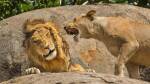Lion et lionne sur des rochers