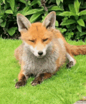 Renard roux couché dans l’herbe