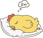Poussin endormi sur un oreiller