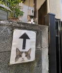 Un chat derrière un mur