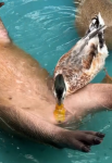 Un canard auprès d’un animal dans l’eau