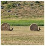 Deux cervidés près de bottes de foin