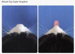 Chat noir et blanc, langue sortie