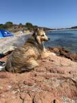 Chien sur des rochers au bord de la mer