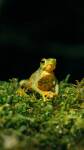 Grenouille verte et jaune sur la mousse