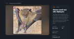 Chauve-souris aux ailes déployées