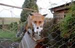 Renard derrière un grillage