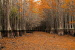 Forêt marécageuse aux couleurs d’automne