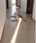 Chat roux et blanc allongé dans un couloir