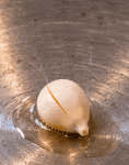 Aliment ovoïde dans une poêle