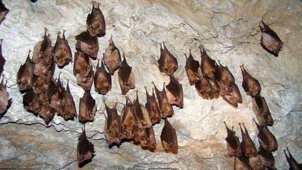 Chauves-souris suspendues à une paroi rocheuse