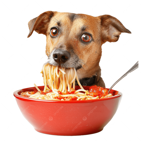 Chien devant un bol de spaghetti