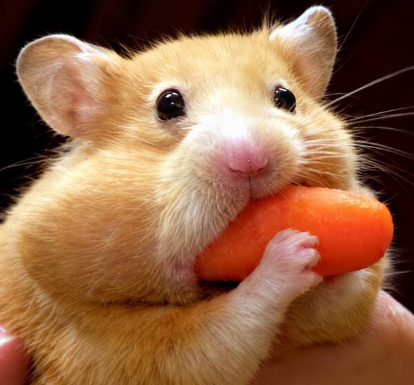 Hamster tenant une carotte