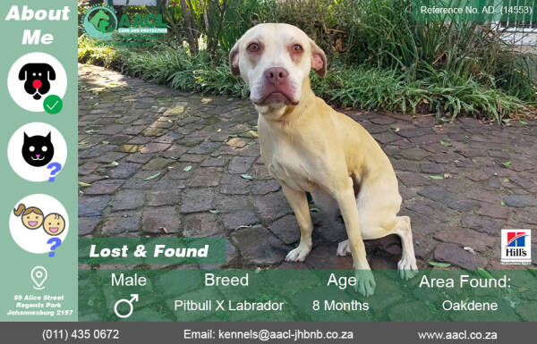 Chien retrouvé à Oakdene