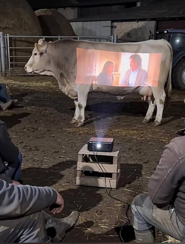 Projection sur le flanc d’une vache