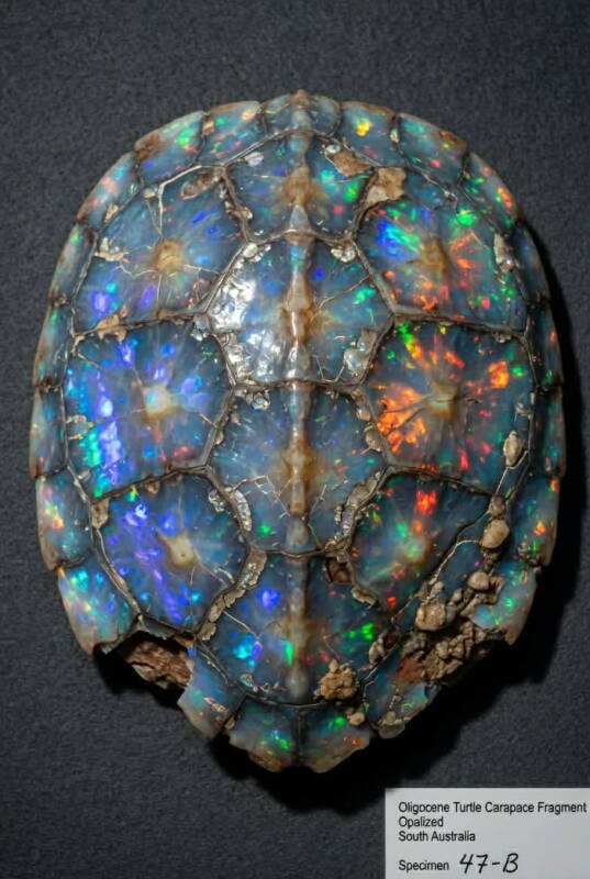 Fragment de carapace de tortue opalisée
