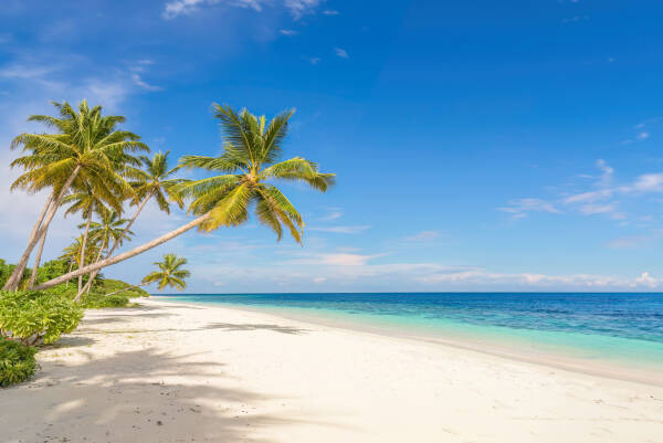 Plage de sable blanc bordée de palmiers