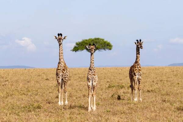 Trois girafes dans une savane
