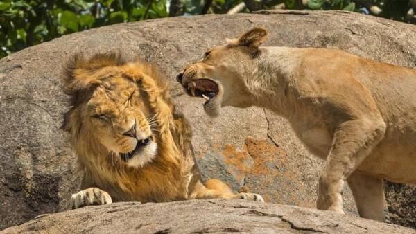 Lion et lionne sur des rochers