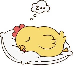 Poussin endormi sur un oreiller