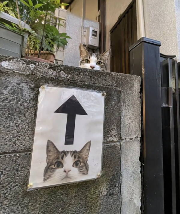 Un chat derrière un mur