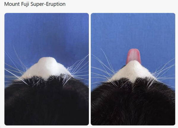 Chat noir et blanc, langue sortie