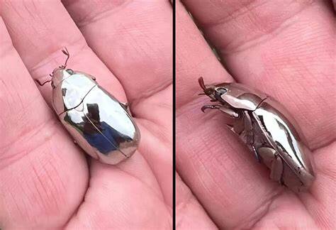 Coléoptère argenté dans une main