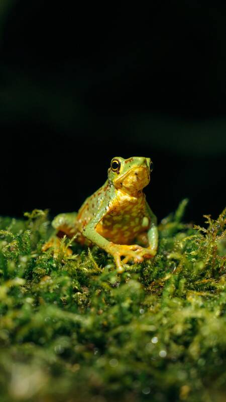 Grenouille verte et jaune sur la mousse