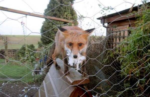 Renard derrière un grillage