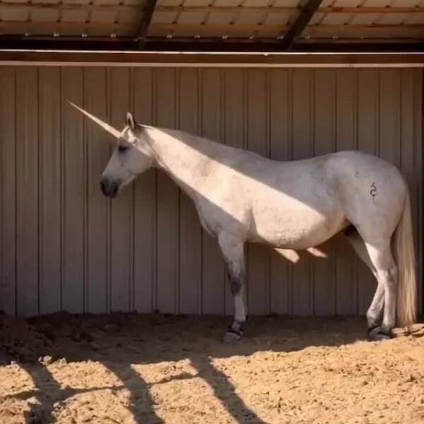 Cheval blanc sous un abri