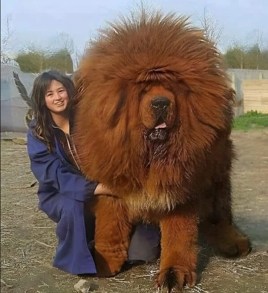 Une femme près d’un grand chien brun