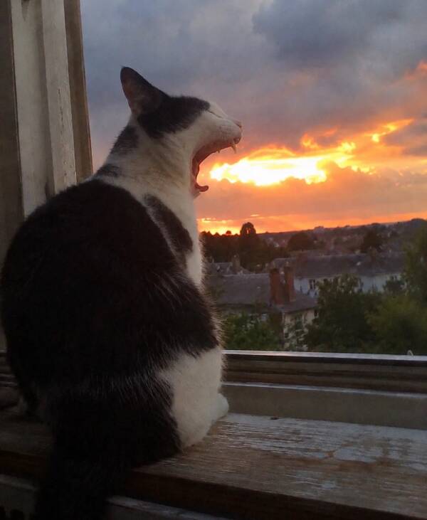 Chat bâillant devant un ciel orangé