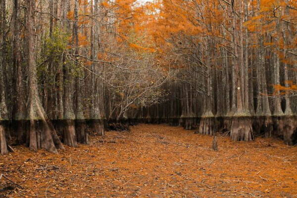 Forêt marécageuse aux couleurs d’automne