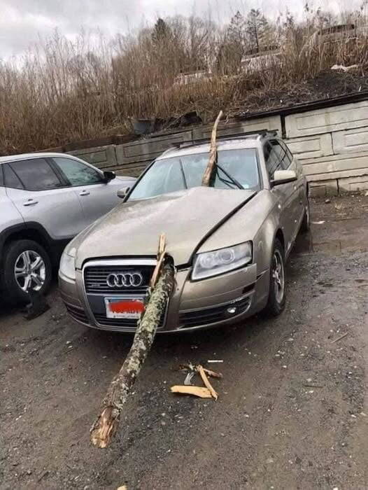 Voiture endommagée par une branche