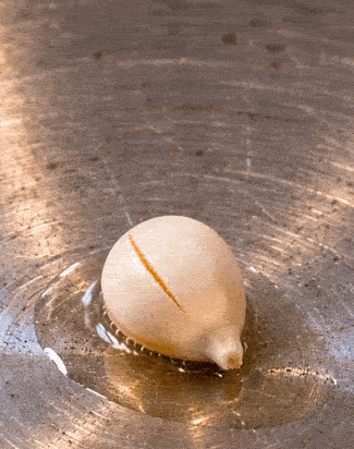 Aliment ovoïde dans une poêle