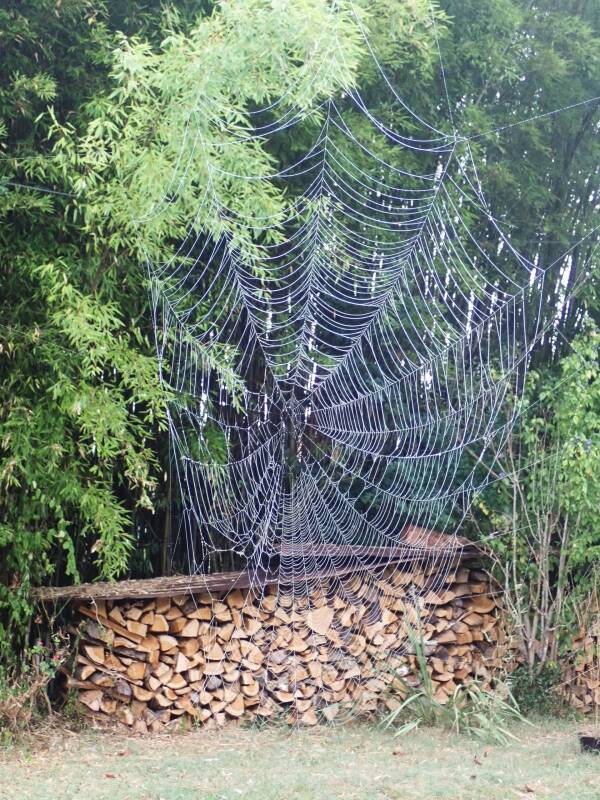Toile d’araignée devant un tas de bois